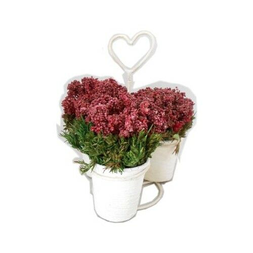 Primanova Dekoratif Çiçek Kalp Saksıda D-D70073